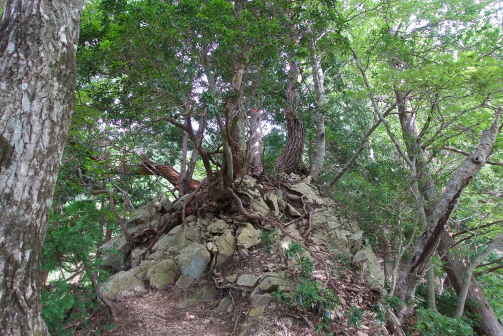 山行記録 比良山系 大津ワンゲル道 から釈迦岳へ 22年8月29日 Futaritozan