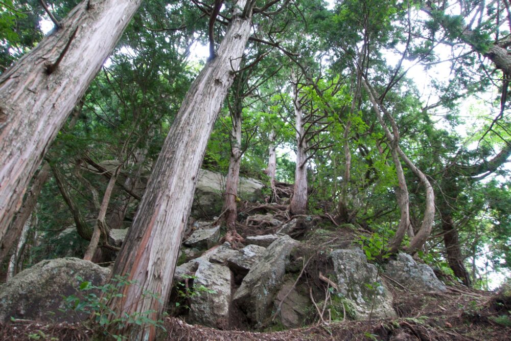 山行記録 比良山系 大津ワンゲル道 から釈迦岳へ 22年8月29日 Futaritozan